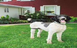 Standard Poodle dogs for sale: Max - Image 1