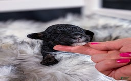 Mini Bernedoodle dogs for sale: Dali - Image 2