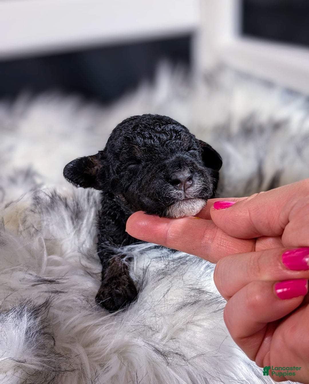 Mini Bernedoodle dogs for sale: Dali - Image 2