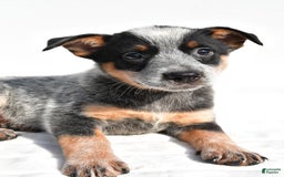 Australian Cattle Dog dogs for sale: Amber - Image 7