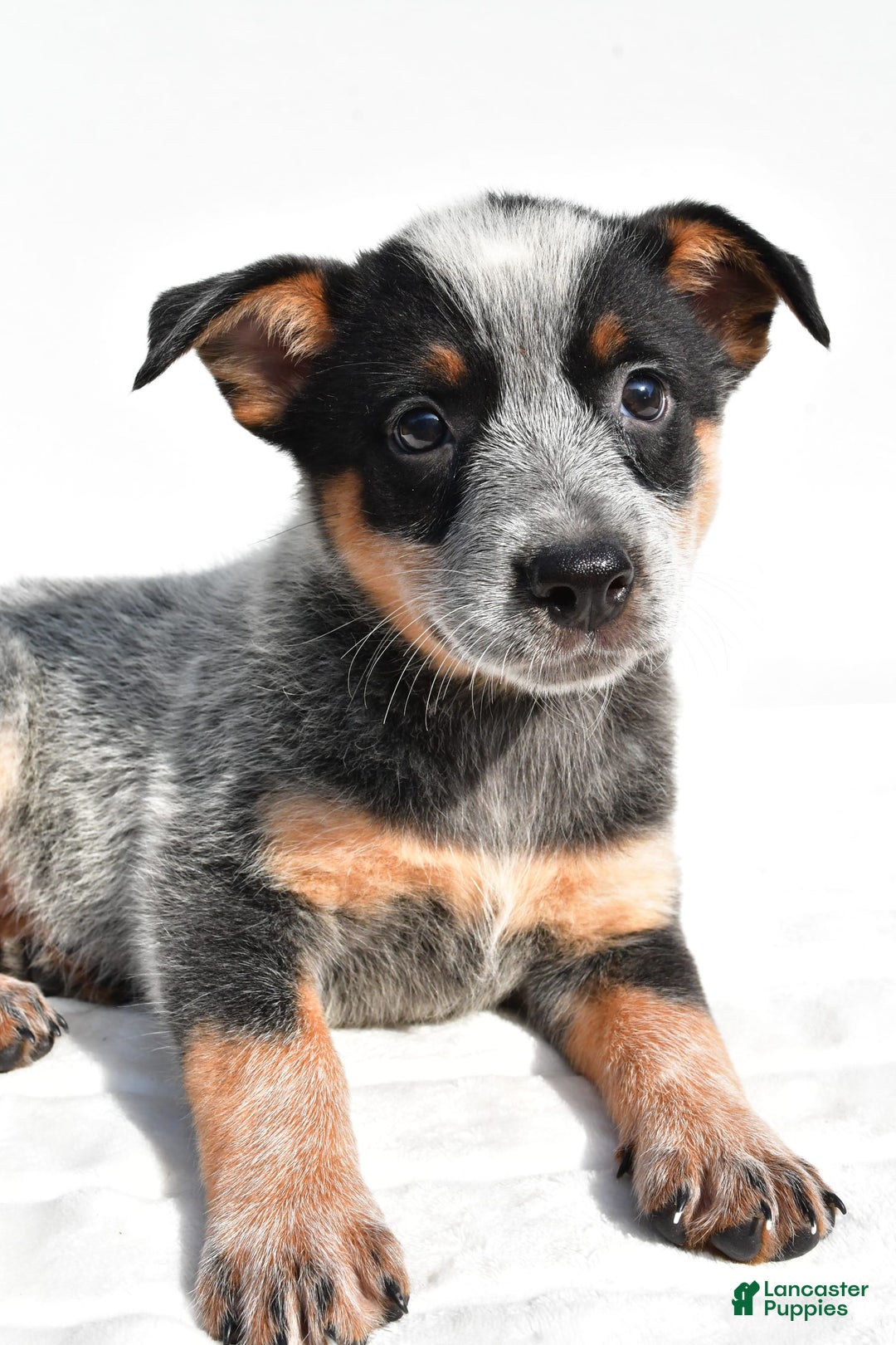 Australian Cattle Dog dogs for sale: Amber - Image 7