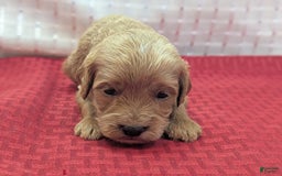 Cavapoo dogs for sale: Rex - Image 7
