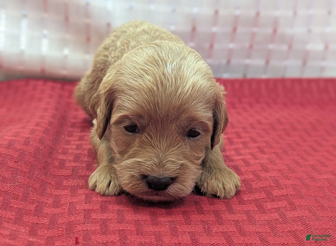 Cavapoo dogs for sale: Rex - Image 7