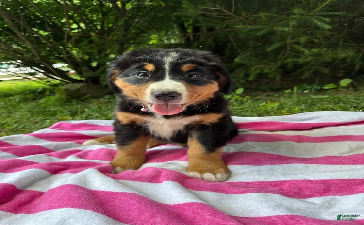 Bernese Mountain Dog dogs - Advert 32