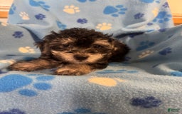 Morkie dogs for sale: Miles - Image 1