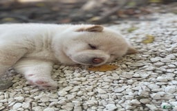 Shiba Inu dogs for sale: Paloma - Image 9
