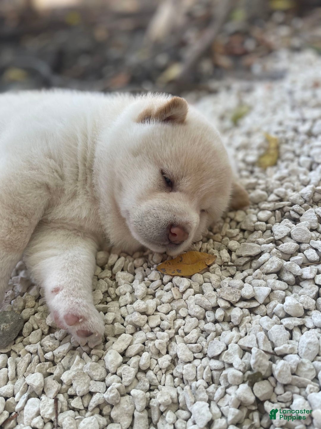 Shiba Inu dogs for sale: Paloma - Image 9