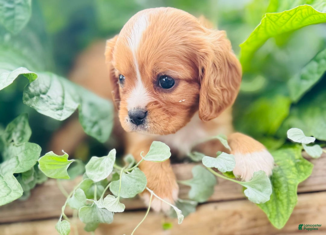 Cavalier King Charles Spaniel dogs for sale: Rex - Image 1