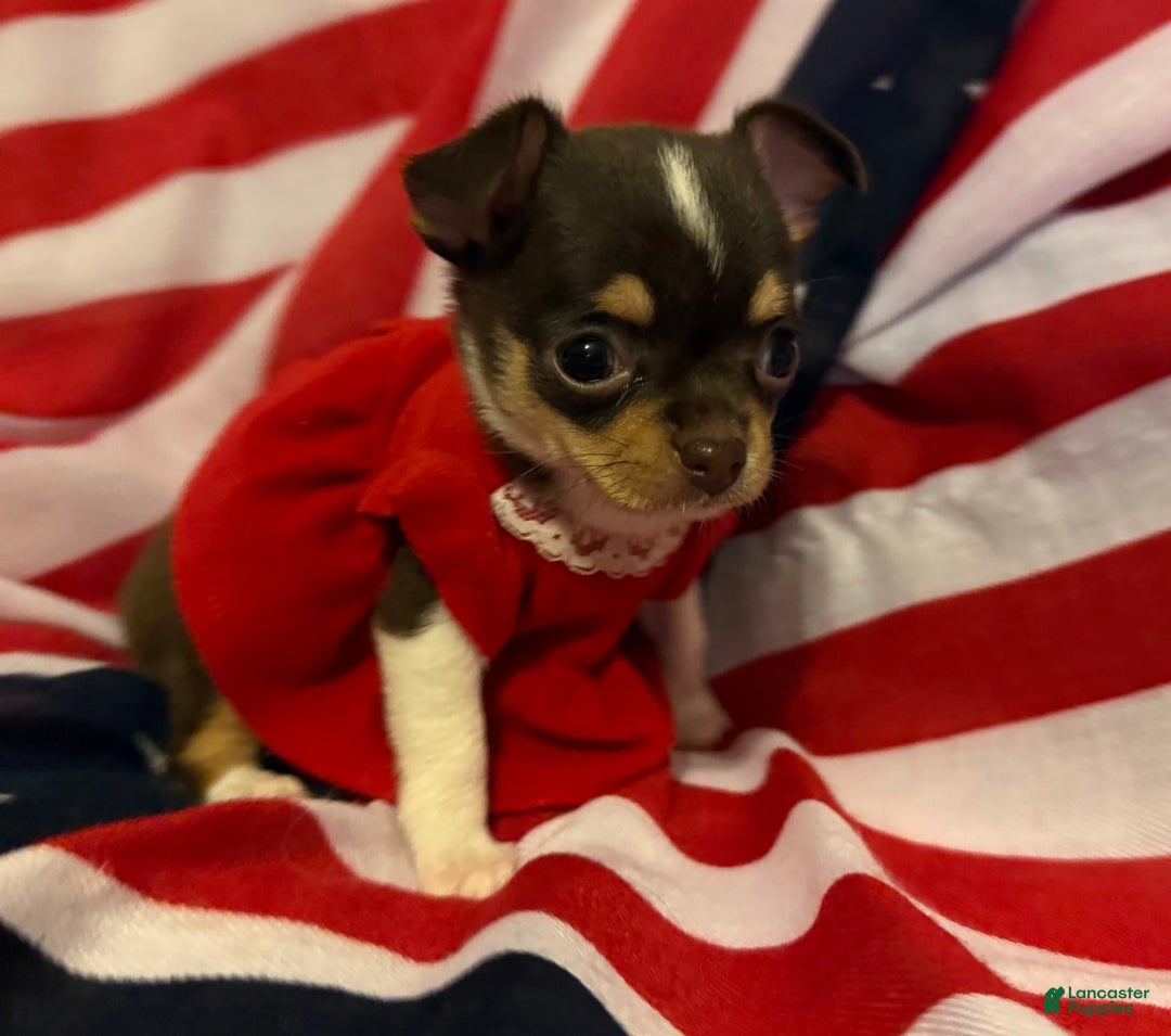 Chihuahua dogs for sale: Fancy Stance - Image 5