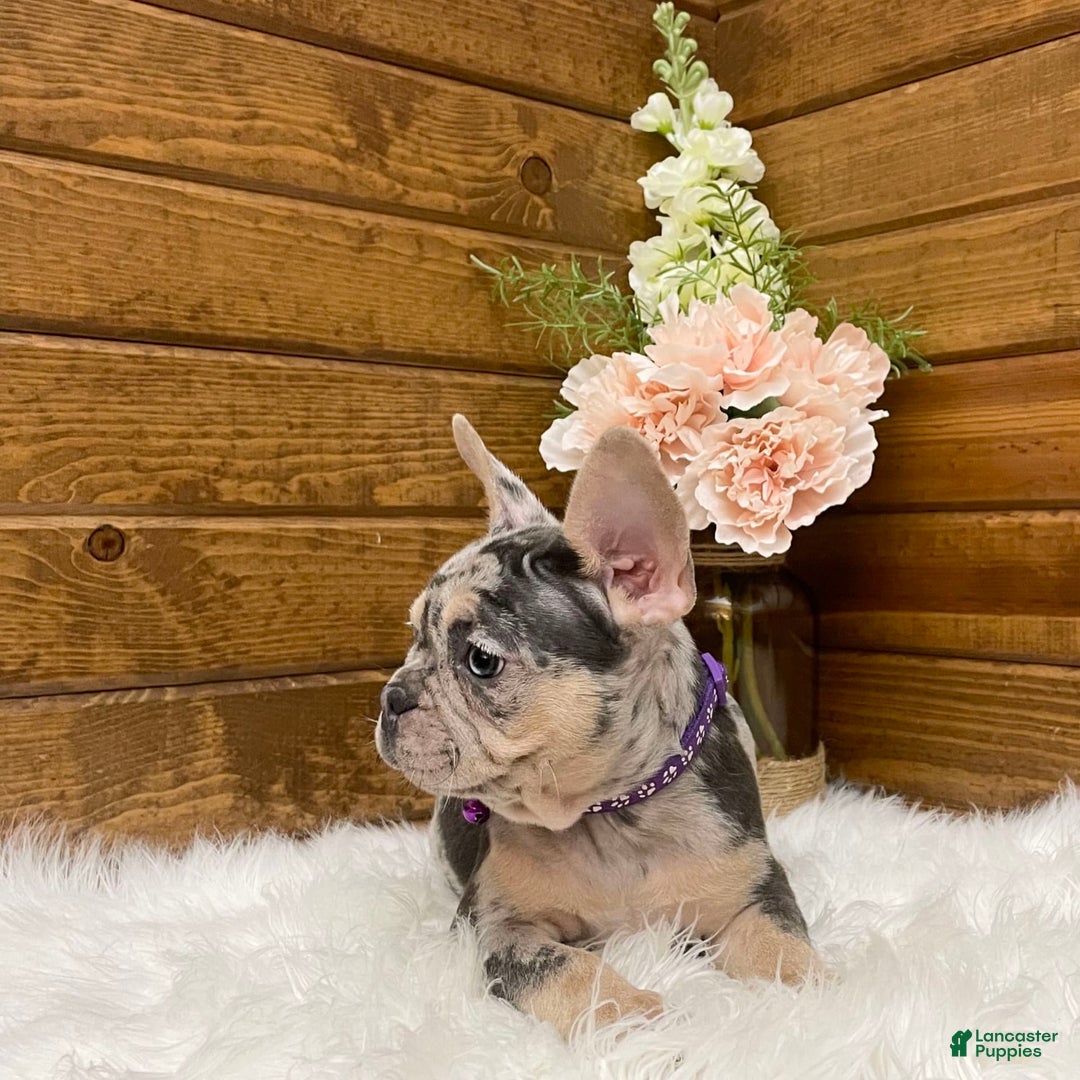 French Bulldog dogs for sale: Nila - Image 8