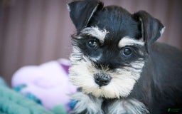Miniature Schnauzer dogs for sale: Cinderella - Image 2