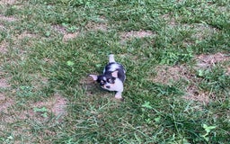 Chihuahua dogs for sale: Miles - Image 5