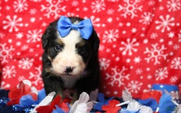 Bernese Mountain Dog dogs for sale: Pebbles - Image 7