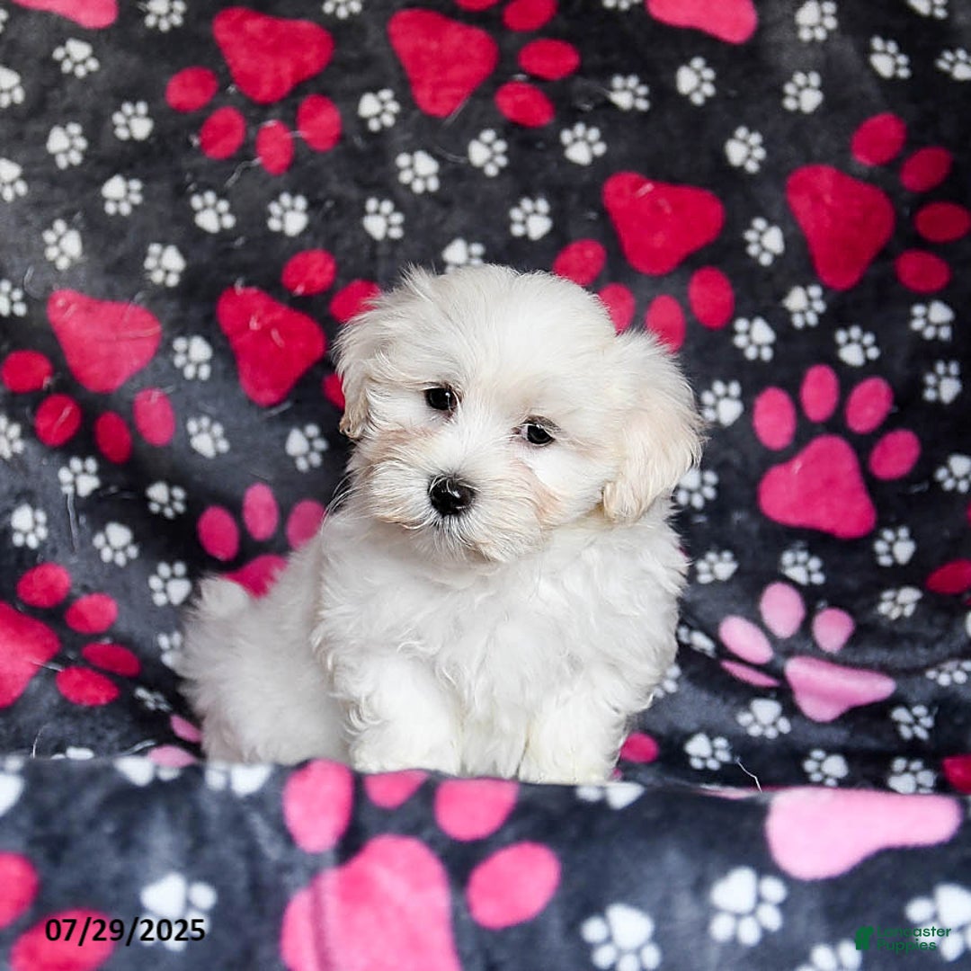 Maltese dogs for sale: Nitro - Image 1
