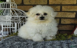 Havapoo dogs for sale: Thomas - Image 20