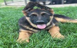 German Shepherd dogs for sale: Taz - Image 3