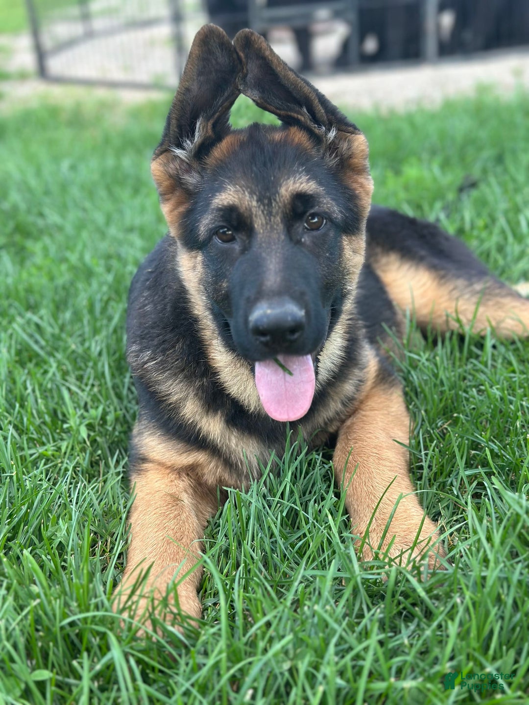 German Shepherd dogs for sale: Taz - Image 3