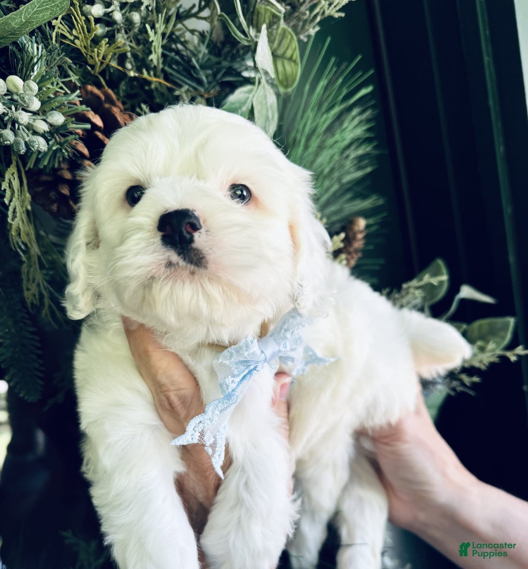 Cockapoo dogs for sale: Buff Baby Boy - Image 5