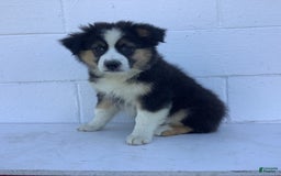 Australian Shepherd dogs for sale: Benji - Image 3