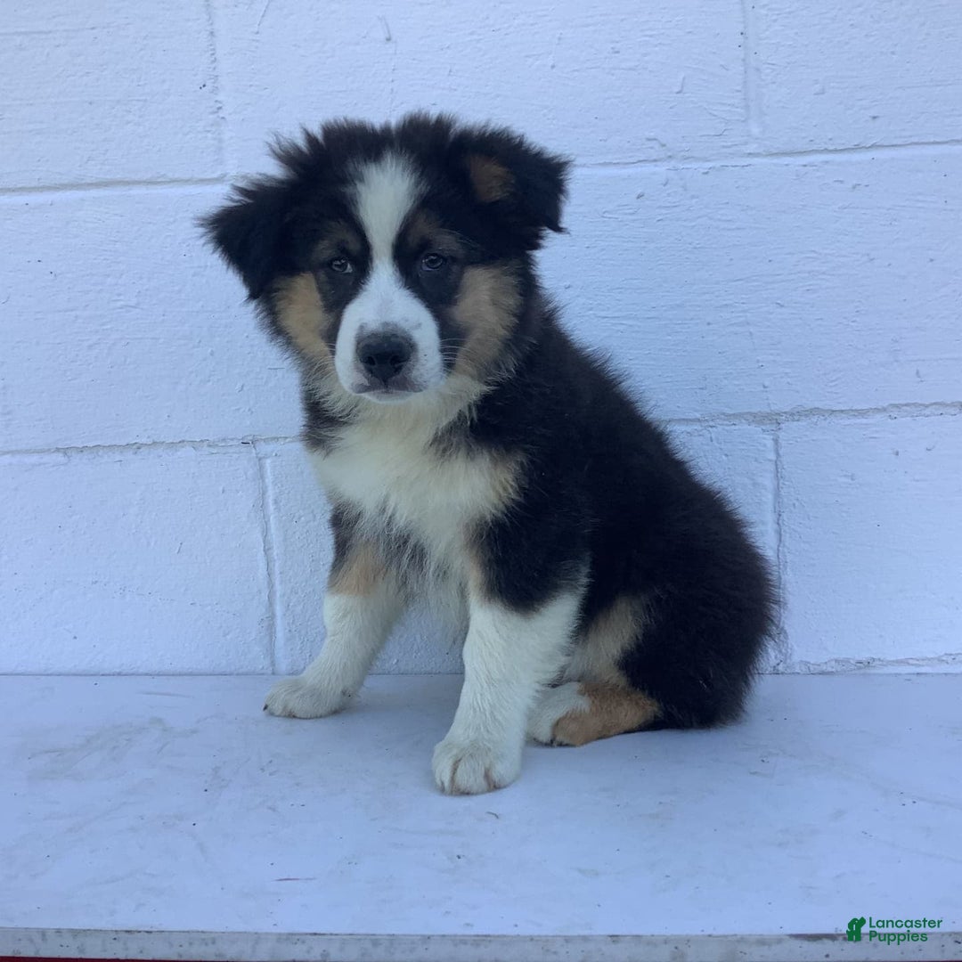 Australian Shepherd dogs for sale: Benji - Image 3