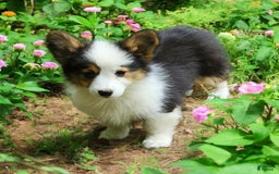Welsh Corgi Pembroke dogs for sale: Trixie Fluffy - Image 14