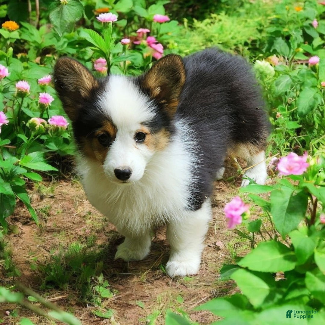 Welsh Corgi Pembroke dogs for sale: Trixie Fluffy - Image 14