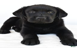 Labrador Retriever dogs for sale: Bell - Image 9