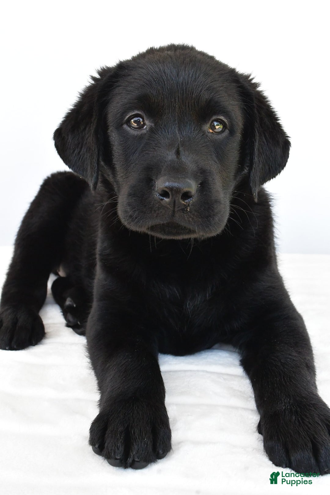 Labrador Retriever dogs for sale: Bell - Image 9
