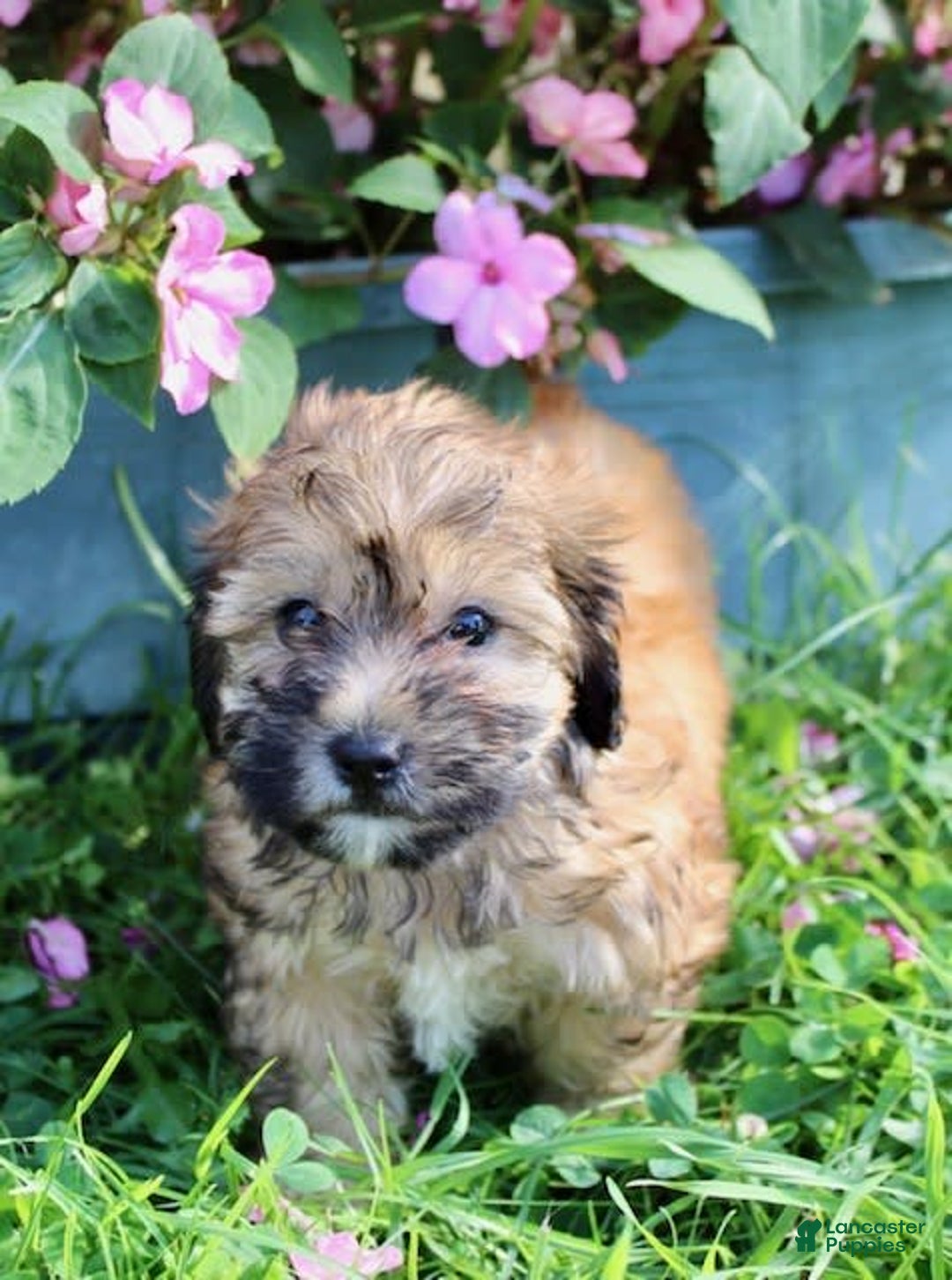 Shihpoo dogs for sale: Lila - Image 2