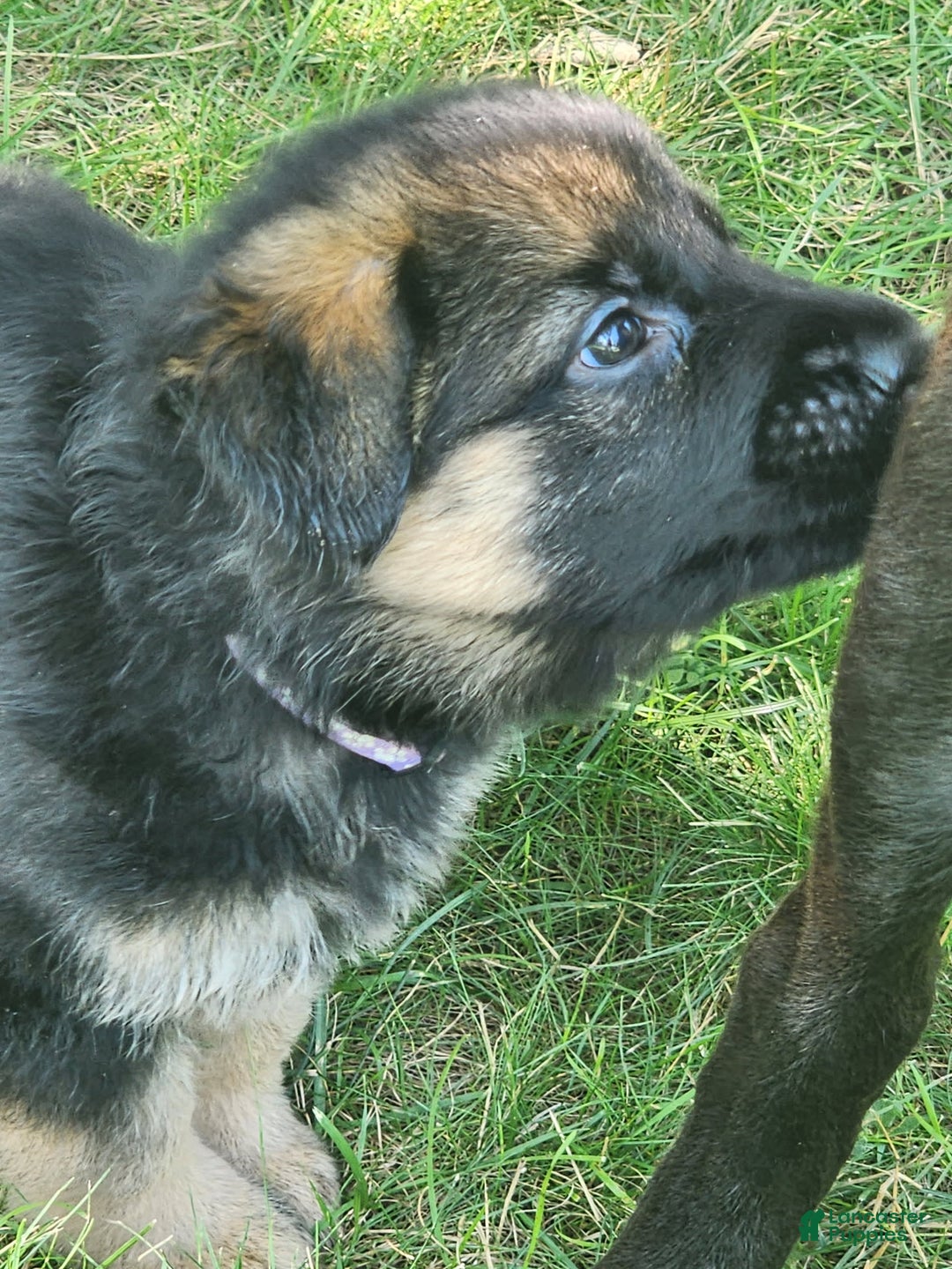 German Shepherd dogs for sale: Cipher - Image 2