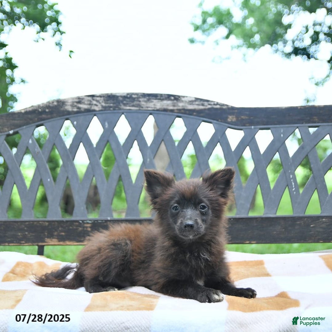Pomeranian dogs for sale: Tinker - Image 3