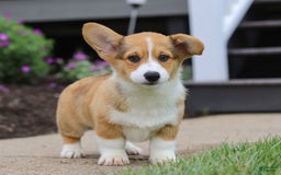 Welsh Corgi Pembroke dogs for sale: Diamond - Image 4