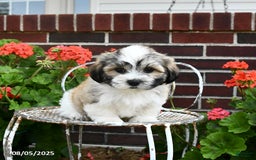 Malshi dogs for sale: Doxund - Image 5