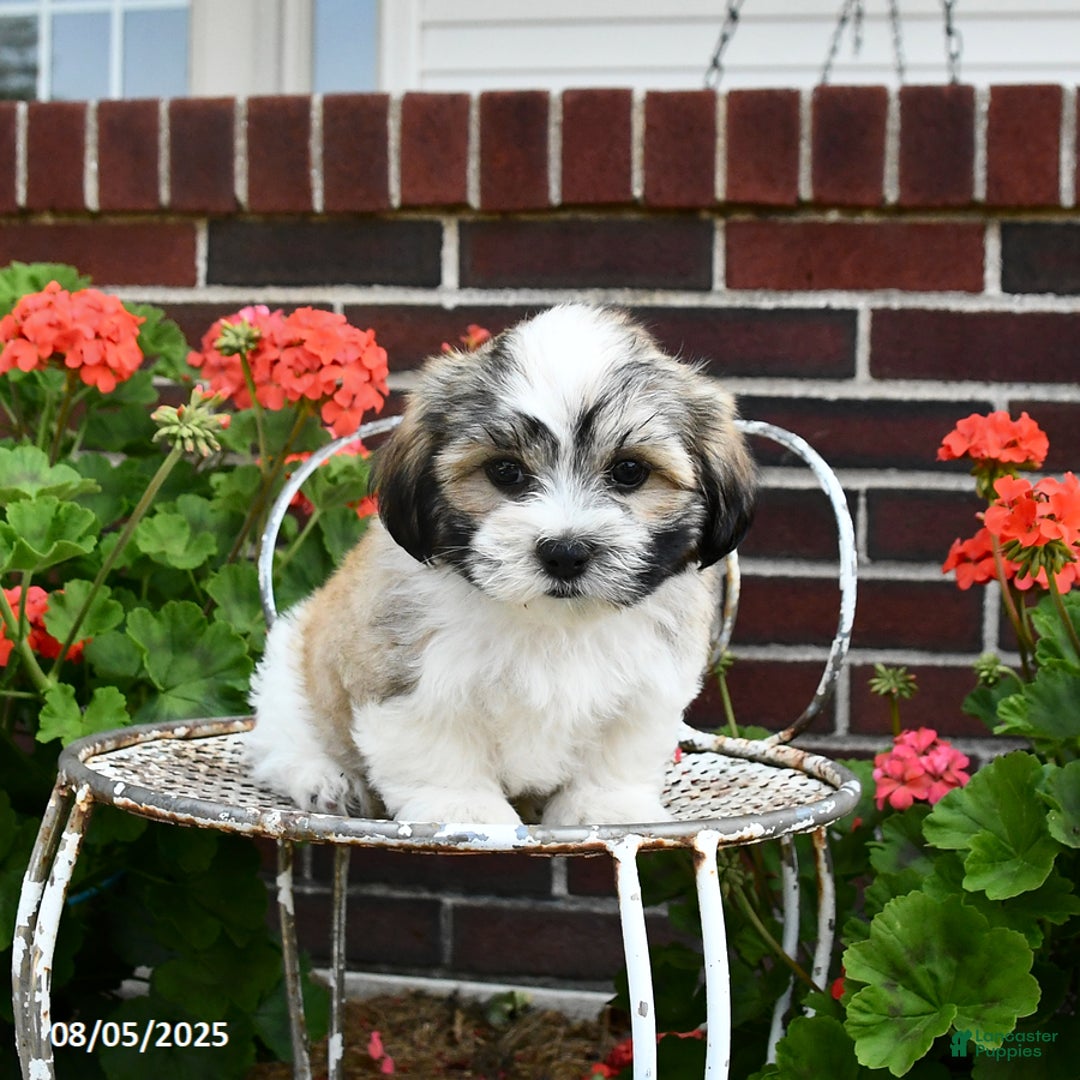 Malshi dogs for sale: Doxund - Image 5