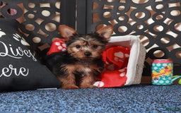 Yorkshire Terrier dogs for sale: Clark - Image 3