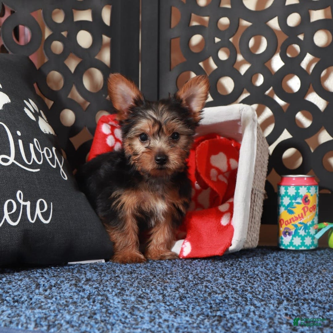 Yorkshire Terrier dogs for sale: Clark - Image 3