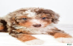 Mini Bernedoodle dogs for sale: Wally - Image 2