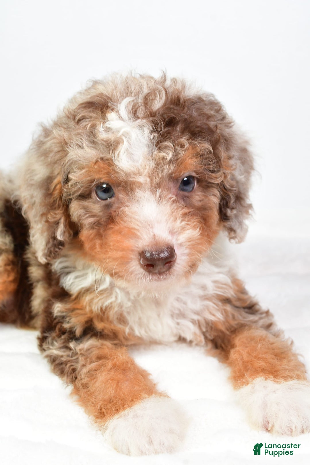 Mini Bernedoodle dogs for sale: Wally - Image 2