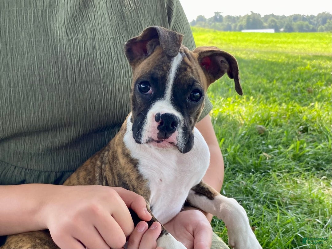 Boxer dogs for sale: Roxie - Image 9