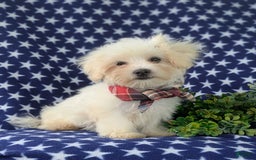 Maltese dogs for sale: Griffith - Image 6