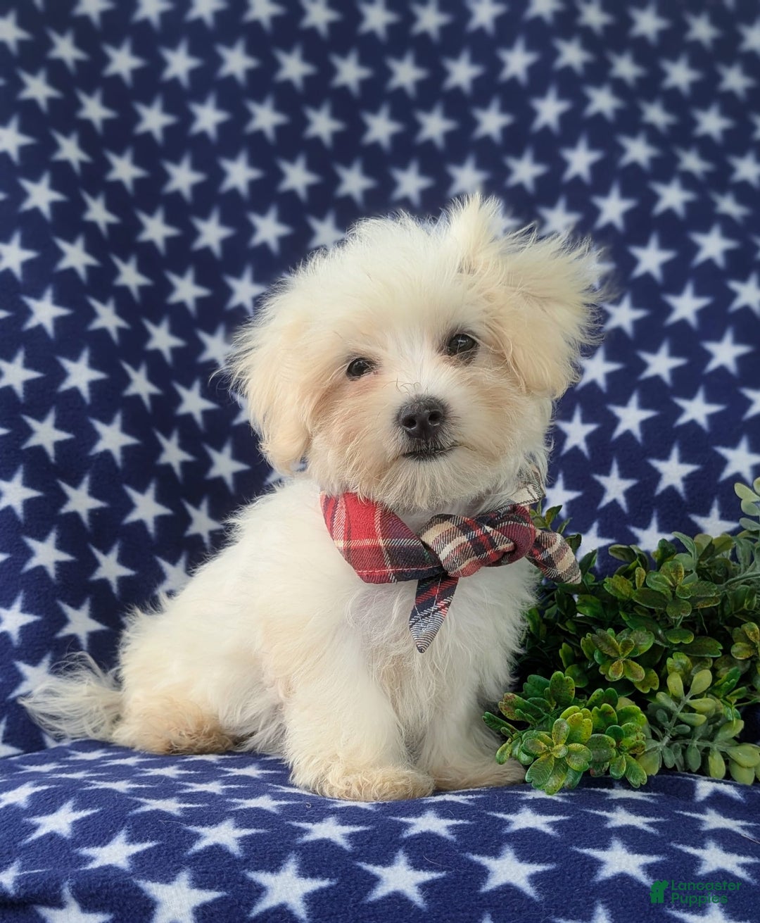 Maltese dogs for sale: Griffith - Image 6