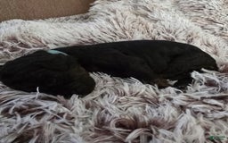 Labradoodle dogs for sale: Bluey - Image 3