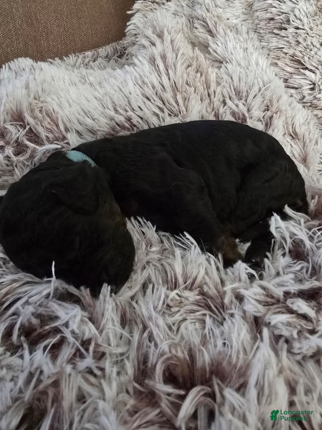 Labradoodle dogs for sale: Bluey - Image 3