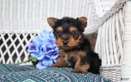 Yorkshire Terrier dogs for sale: Ollie - Image 4