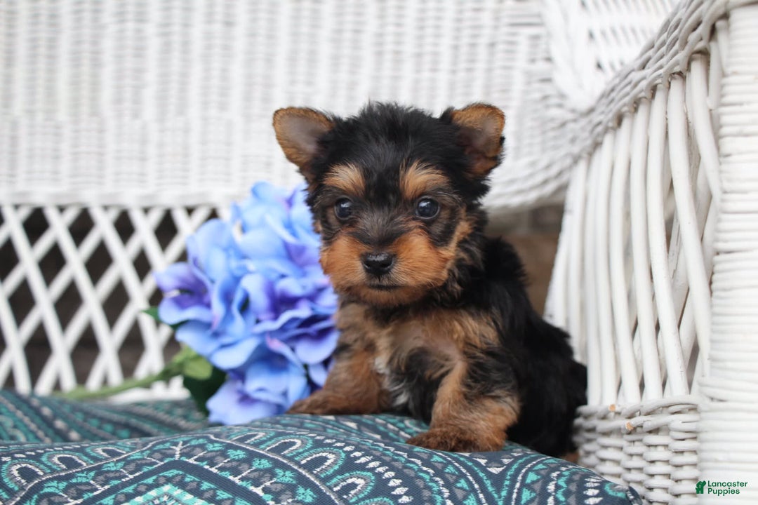 Yorkshire Terrier dogs for sale: Ollie - Image 4