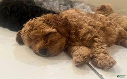 Yorkiepoo dogs for sale: Sundae - Image 4