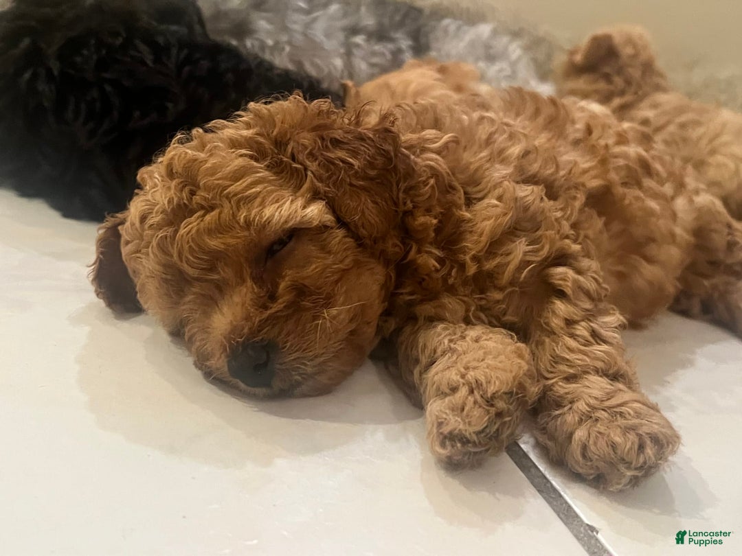 Yorkiepoo dogs for sale: Sundae - Image 4