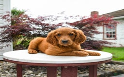 Goldendoodle dogs for sale: Cannoli - Image 5