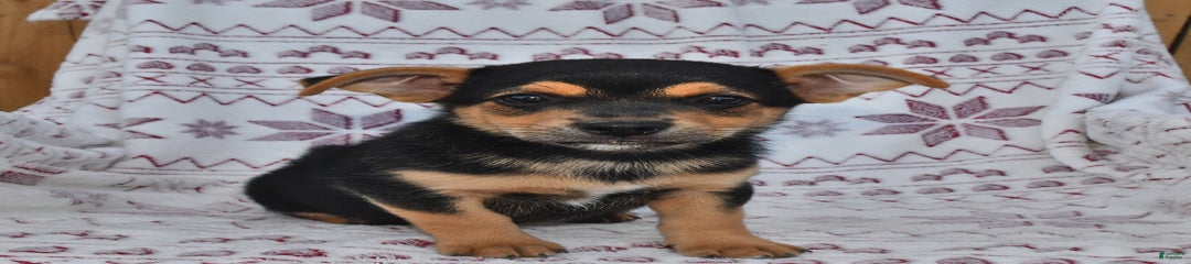 Jack