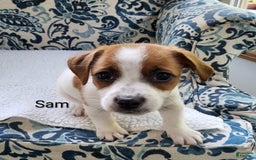 Jack Russell Terrier dogs for sale: Jack Russell Terrier 2 puppies - Image 7